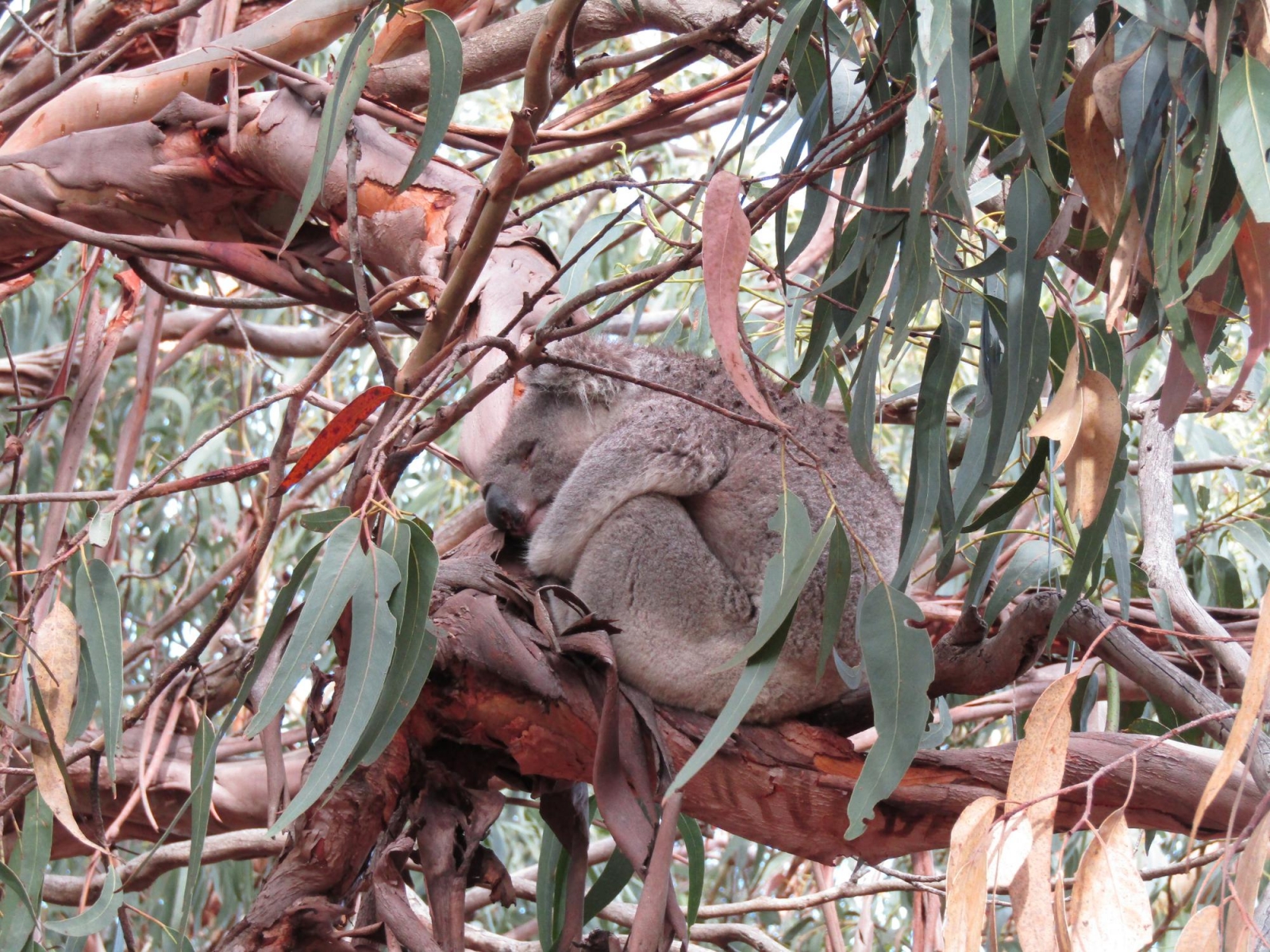 Zonked out in a eucalypus tree.