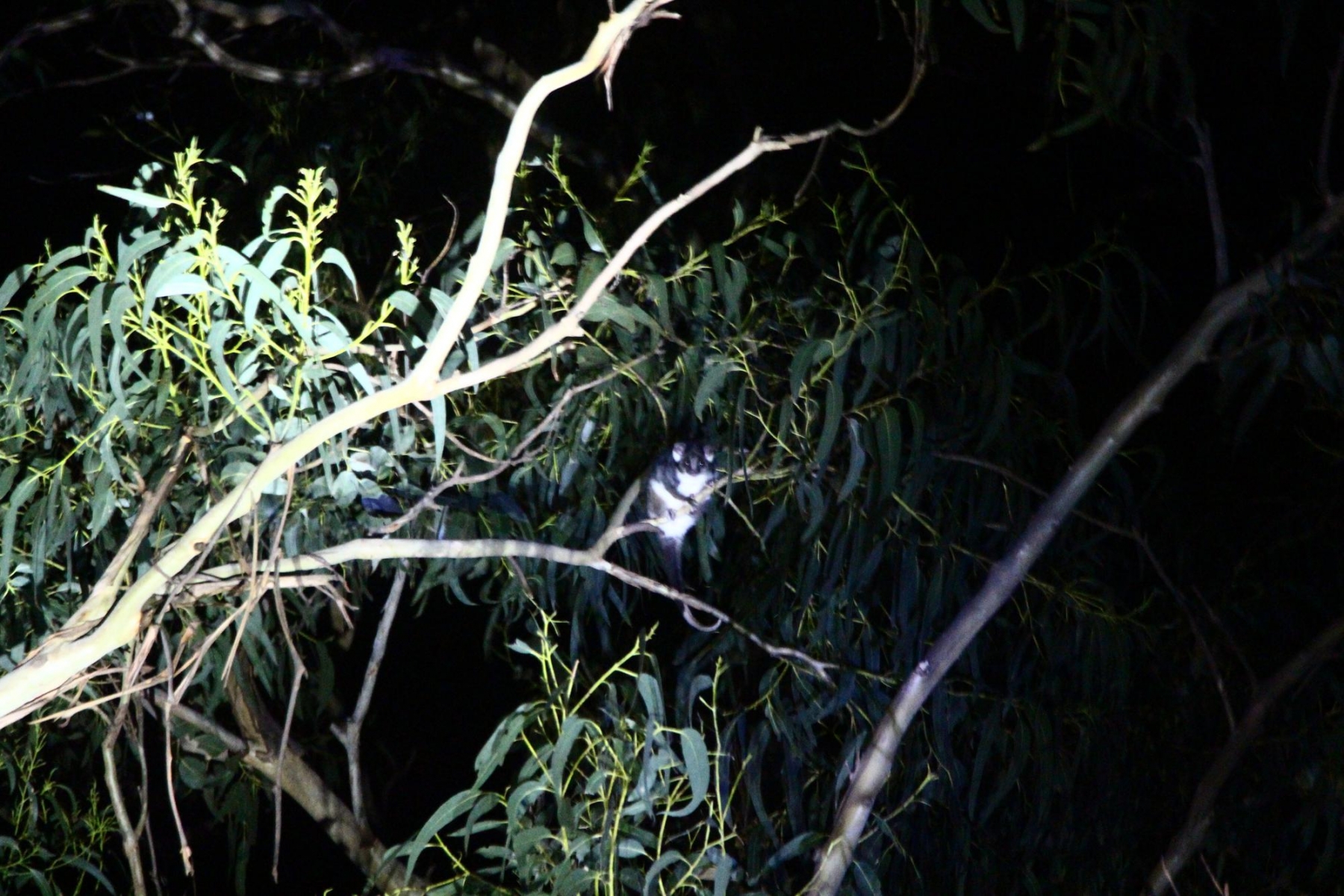 Ringtailed possum shot in the dark.