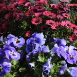 IMG_2015042955881