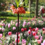 IMG_201504295622